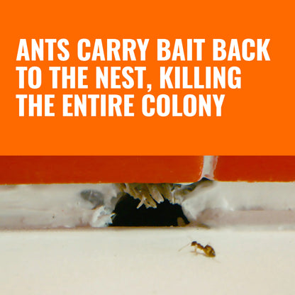 Whole-Home Liquid Ant Bait Stations
